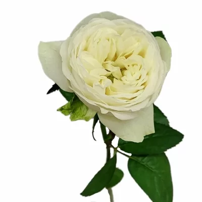 Bílá růže MARBLE ARCH
