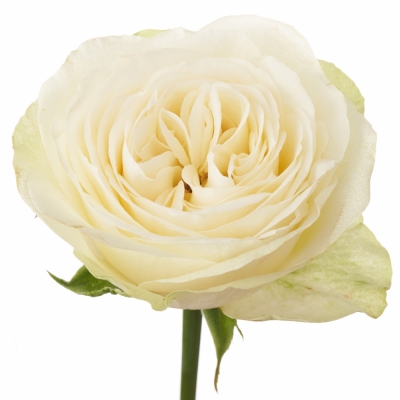 Bílá růže MARBLE ARCH