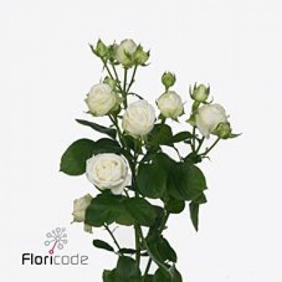 Bílá růže trsová MISS BOMBASTIC 60 cm / 4+ 