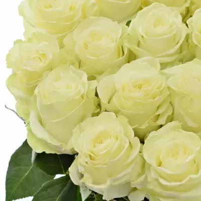 Bílá růže MONDIAL 50cm