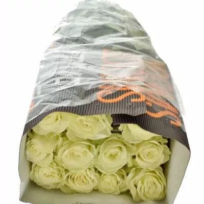 Bílá růže MONDIAL 50cm