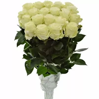 Bílá růže MONDIAL 50cm