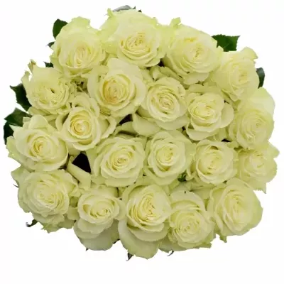 Bílá růže MONDIAL 50cm