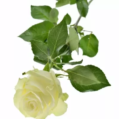 Bílá růže MONDIAL 50cm