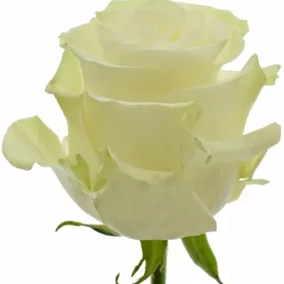 Bílá růže MONDIAL 50cm
