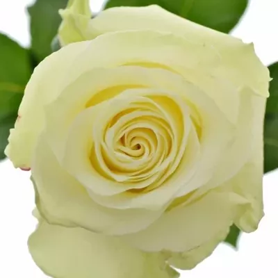 Bílá růže MONDIAL 50cm