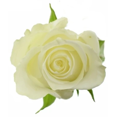 Bílá růže MONT ROYAL