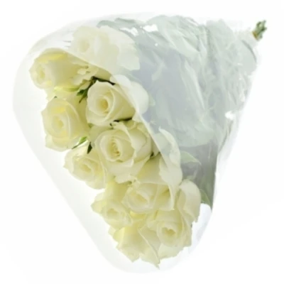 Bílá růže MONT ROYAL