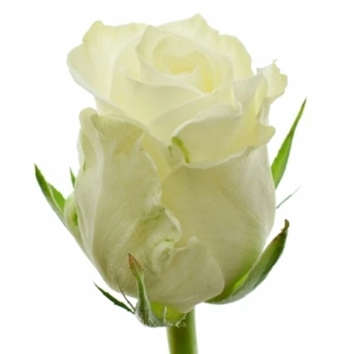 Bílá růže MONT ROYAL 40 cm (XL)
