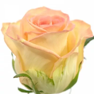 Bílá růže MOYHE 50cm (M)