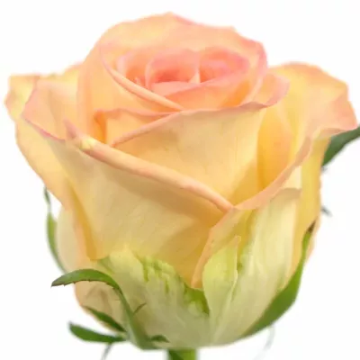 Bílá růže MOYHE 50cm (M)