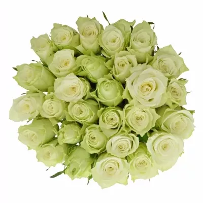 Bílá růže MURU 50cm (S)