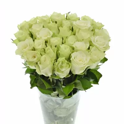 Bílá růže MURU 50cm (S)