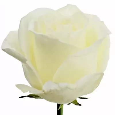 Bílá růže NORMA JEANE 70cm (XL)