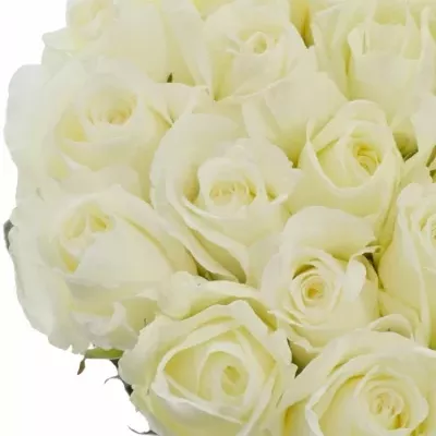 Bílá růže NORMA JEANE 40cm