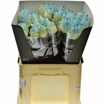 Bílá růže PEARL BLUE LOVE 60cm (L) R234