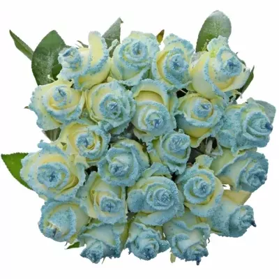 Bílá růže PEARL BLUE LOVE 60cm (L) R234