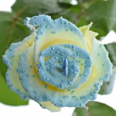 Bílá růže PEARL BLUE LOVE 60cm (L) R234