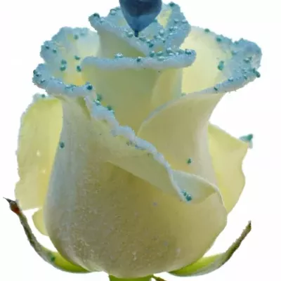 Bílá růže PEARL BLUE LOVE 60cm (L) R234