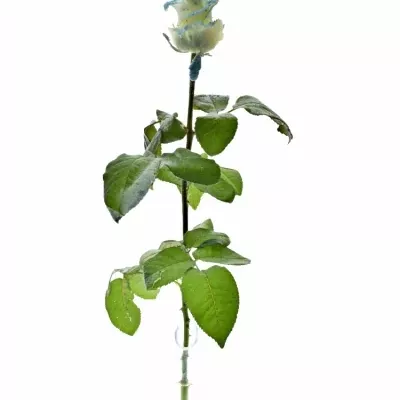 Bílá růže PEARL BLUE LOVE 60cm (L) R234