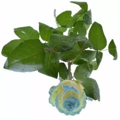 Bílá růže PEARL BLUE LOVE 60cm (L) R234