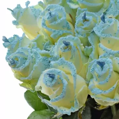 Bílá růže PEARL BLUE LOVE 60cm (L) R234