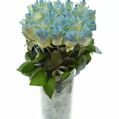 Bílá růže PEARL BLUE LOVE 60cm (L) R234