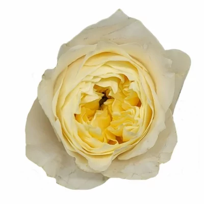 Růže PEARL DRIFT