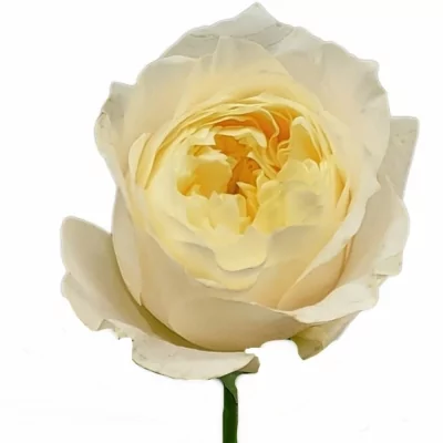 Bílá růže PEARL DRIFT 60cm (XL)
