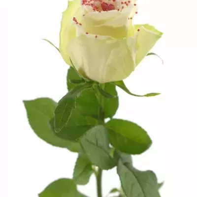 Bílá růže PEARL RED LOVE