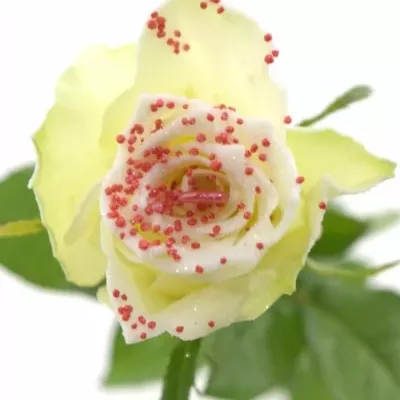 Bílá růže PEARL RED LOVE