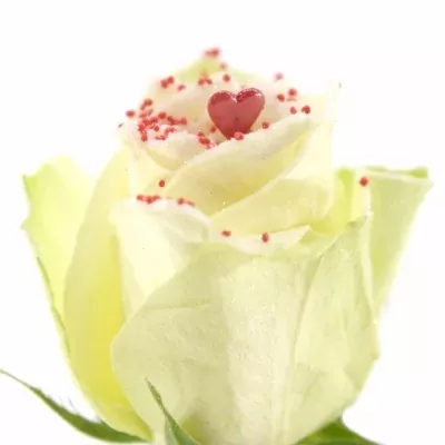 Bílá růže PEARL RED LOVE 60cm (L)