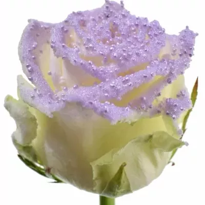 Bílá růže PEARL VIOLET 60cm (L)