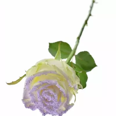 Bílá růže PEARL VIOLET
