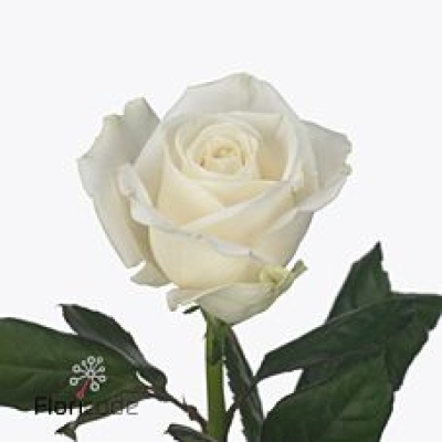 Bílá růže PLAYA BLANCA 80 cm (XXL) EQ