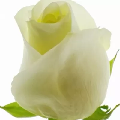 Bílá růže POLAR STAR 70cm