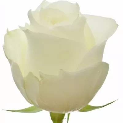 Bílá růže PROUD 50cm (XL)