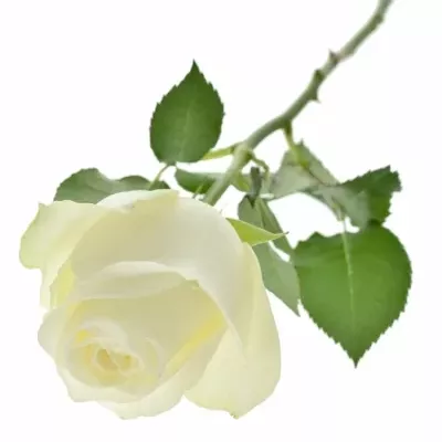 Bílá růže PROUD 50cm (XL)