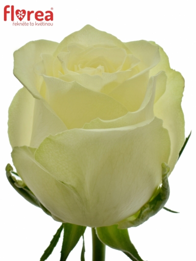 Bílá růže QUEEN OF AFRICA 60cm