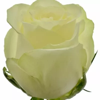 Bílá růže QUEEN OF AFRICA 70cm (XL)