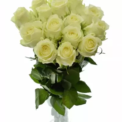 Bílá růže QUEEN OF AFRICA 60cm