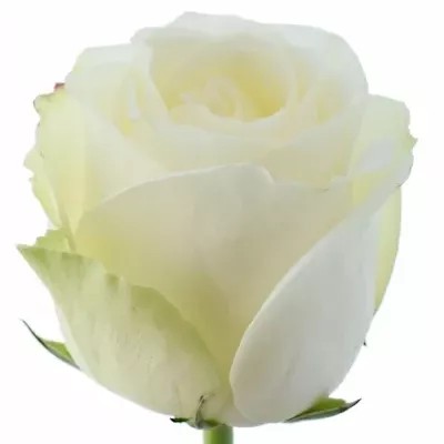 Bílá růže SNOW WHITE
