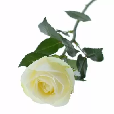 Bílá růže SNOW WHITE