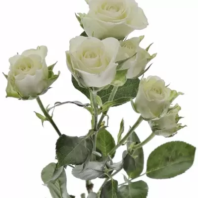 Bílá růže SNOWFLAKE 