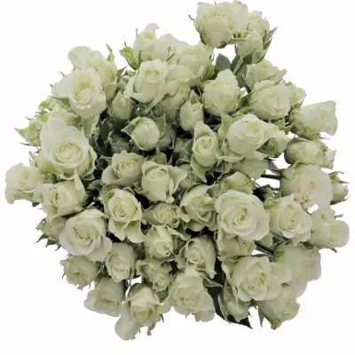 Bílá růže SNOWFLAKE 