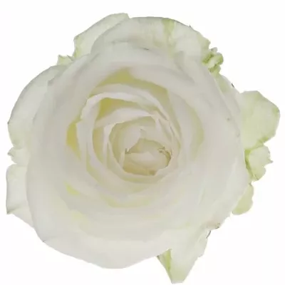 Bílá růže SNOWFLAKE 