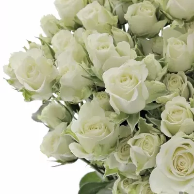 Bílá růže trsová SNOWFLAKE 40cm/3+