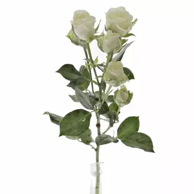 Bílá růže SNOWFLAKE 
