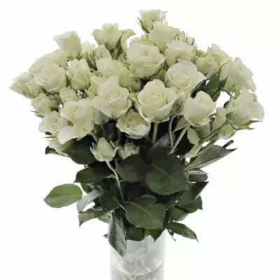 Bílá růže SNOWFLAKE 