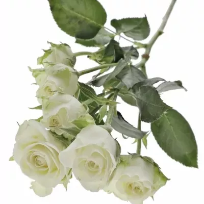 Bílá růže SNOWFLAKE 